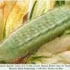 pol damone larva4b